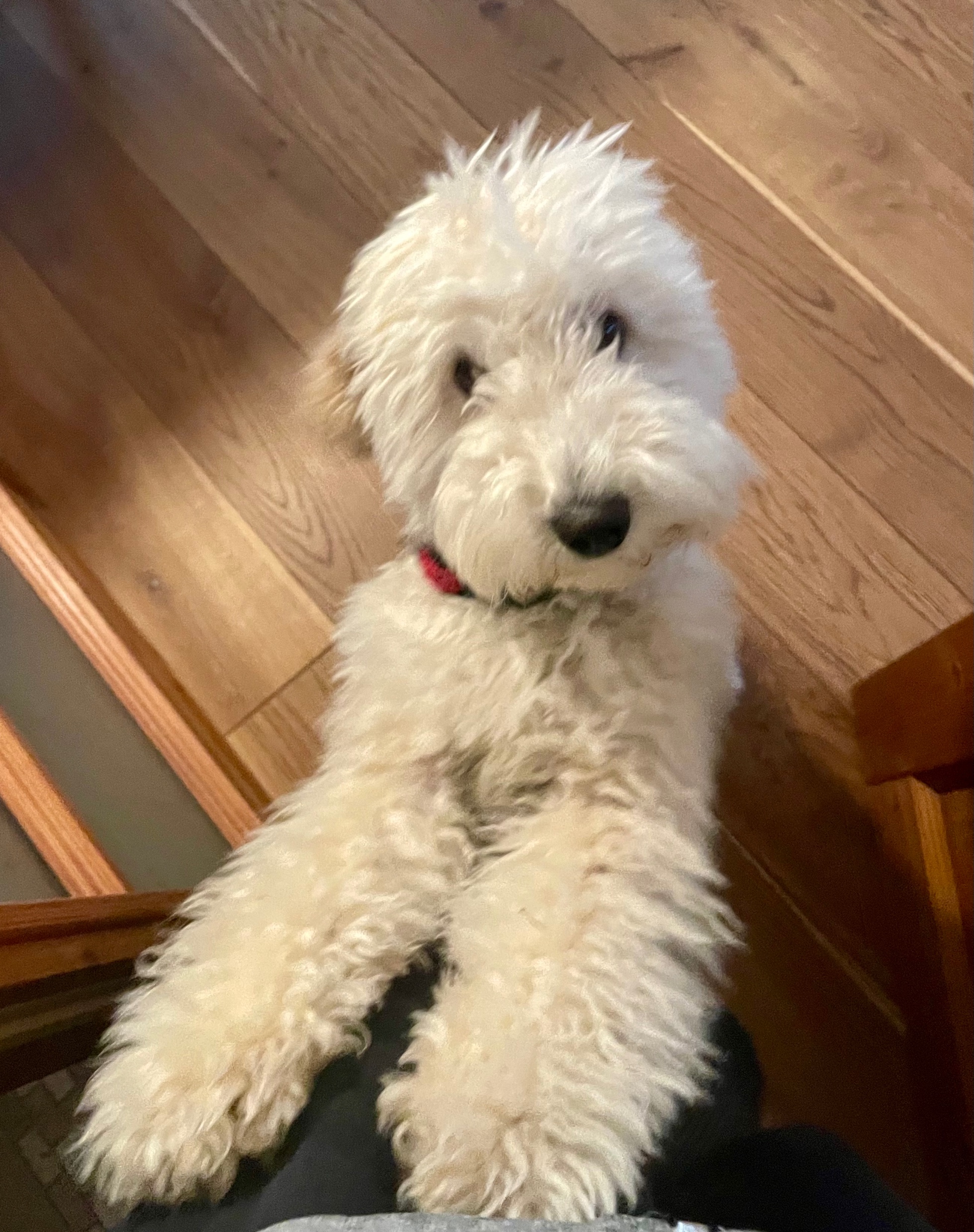 Rosina auf der Treppe